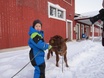 Vihannin ketjuvasikka-ketju sai jatkoa, kun Kuusama -vasikka luovutettiin Anssi Mustakankaalle (2013)